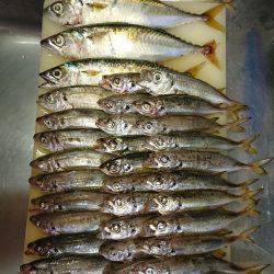 アジング時々ワインド