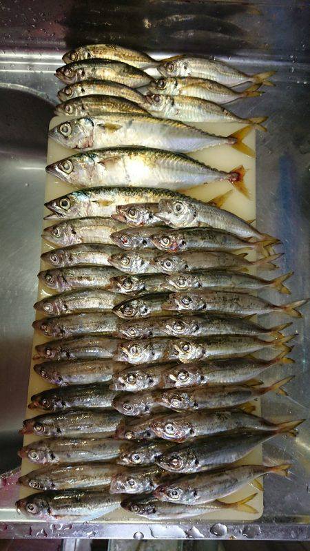 アジング時々ワインド