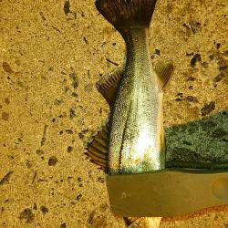 雨上がりアジング