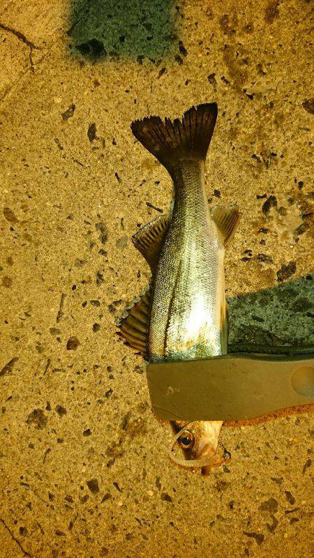 雨上がりアジング