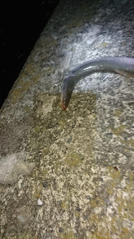 台風後調査の珍客