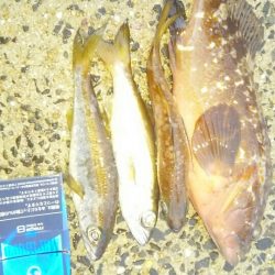 いつまでも釣れそう