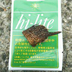 カワハギ食用サイズ、チャリコ猛攻。