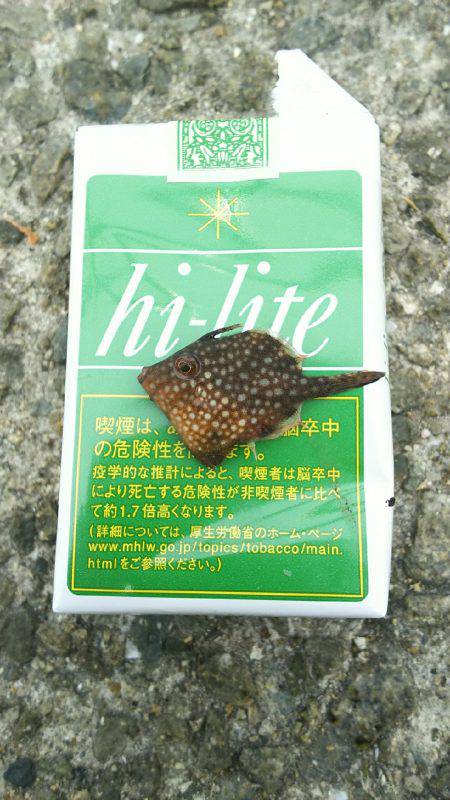 カワハギ食用サイズ、チャリコ猛攻。