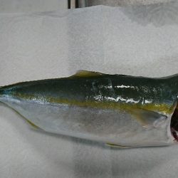 夜中は釣れず…