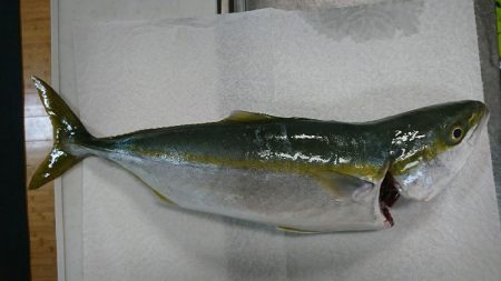 夜中は釣れず…