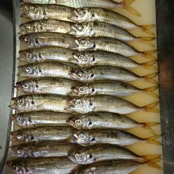 アジングでタチウオ