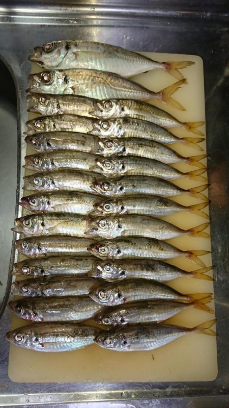 アジングでタチウオ