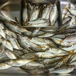 台風まえに雨アジング