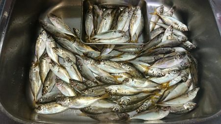 台風まえに雨アジング