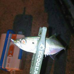 バイト終わりにアジング