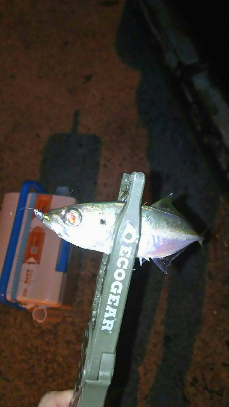 バイト終わりにアジング