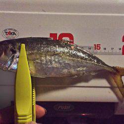 今月一発目のアジング。