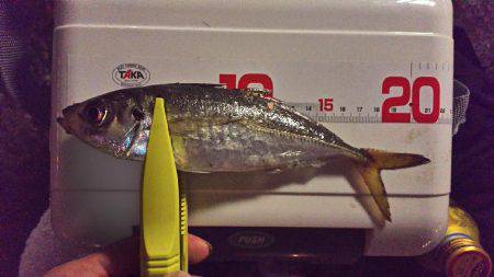 今月一発目のアジング。