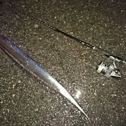 サゴシとつ抜けタチウオ