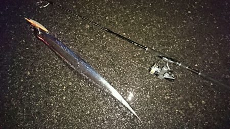 サゴシとつ抜けタチウオ