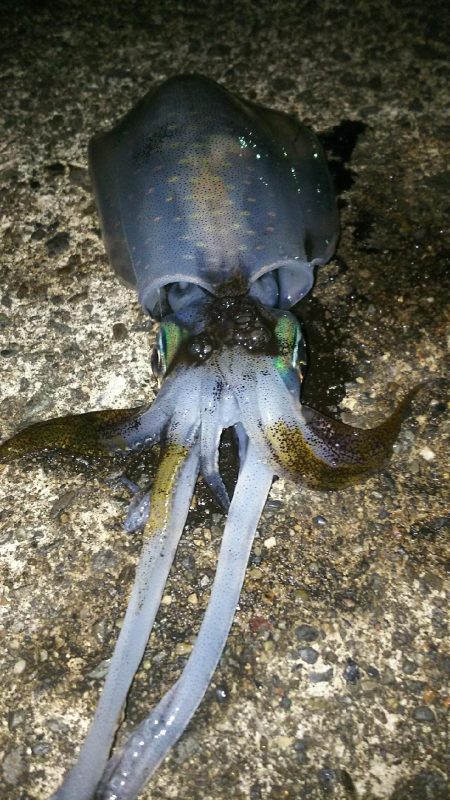 エギング アジング