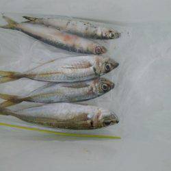 今日の大物は？？