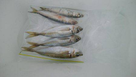 今日の大物は？？