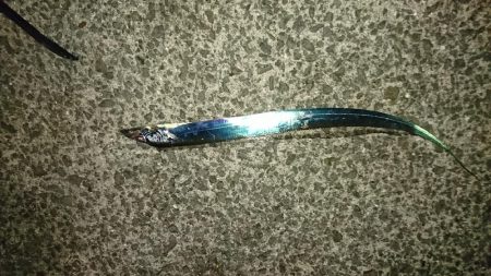 アジングのはずが