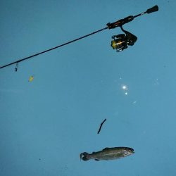 管釣り トラウト！