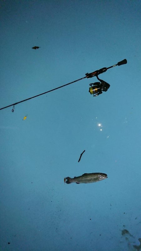 管釣り トラウト！