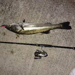 ボラの群れの中から