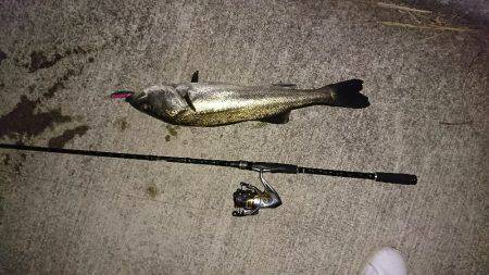 ボラの群れの中から