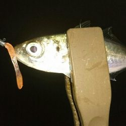 台風前のアジング