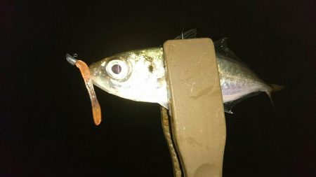 台風前のアジング