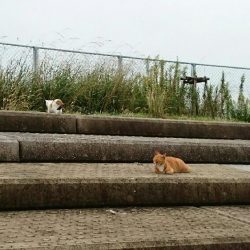 ハマチ？メジロ？