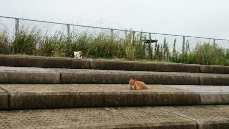 ハマチ？メジロ？