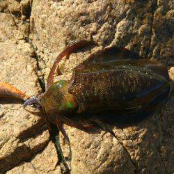 アオリイカ釣り