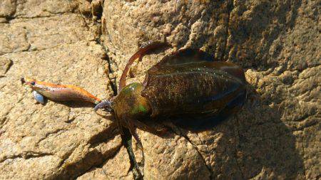 アオリイカ釣り