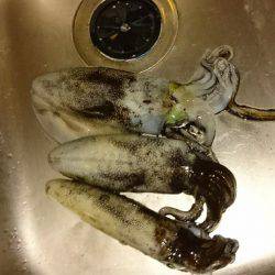 エギング好調❗