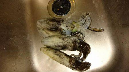 エギング好調❗