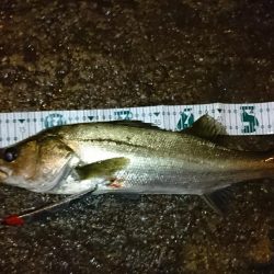 台風後！シーバス祭り！！