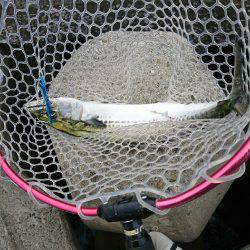 メバルの始まりか！