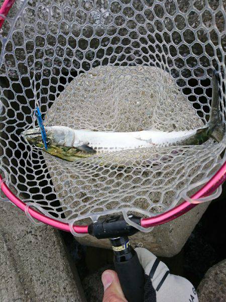 メバルの始まりか！