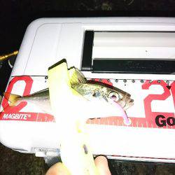 アジング後の青物狙い