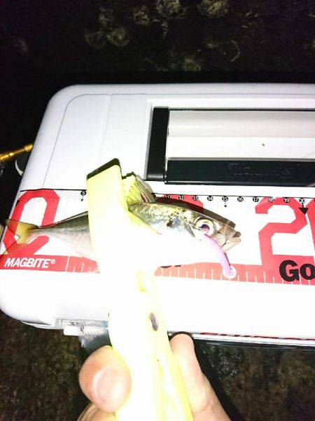 アジング後の青物狙い