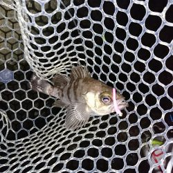 ライトゲームのちタチウオ