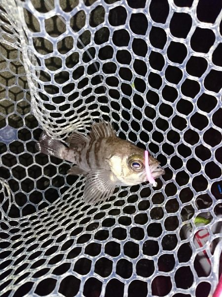 ライトゲームのちタチウオ