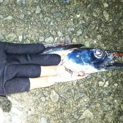 ドラゴンきたー！