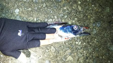 ドラゴンきたー！