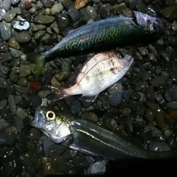 サーフアジング