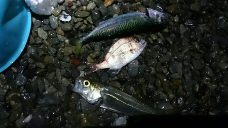 サーフアジング