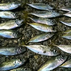 台風明けもアジング