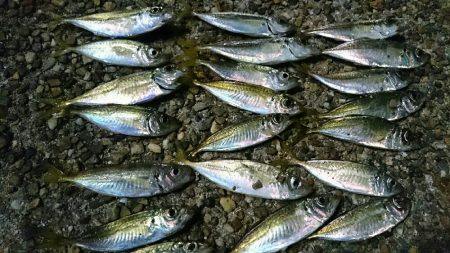 台風明けもアジング