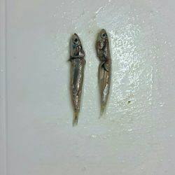 太刀魚はもう少しかな